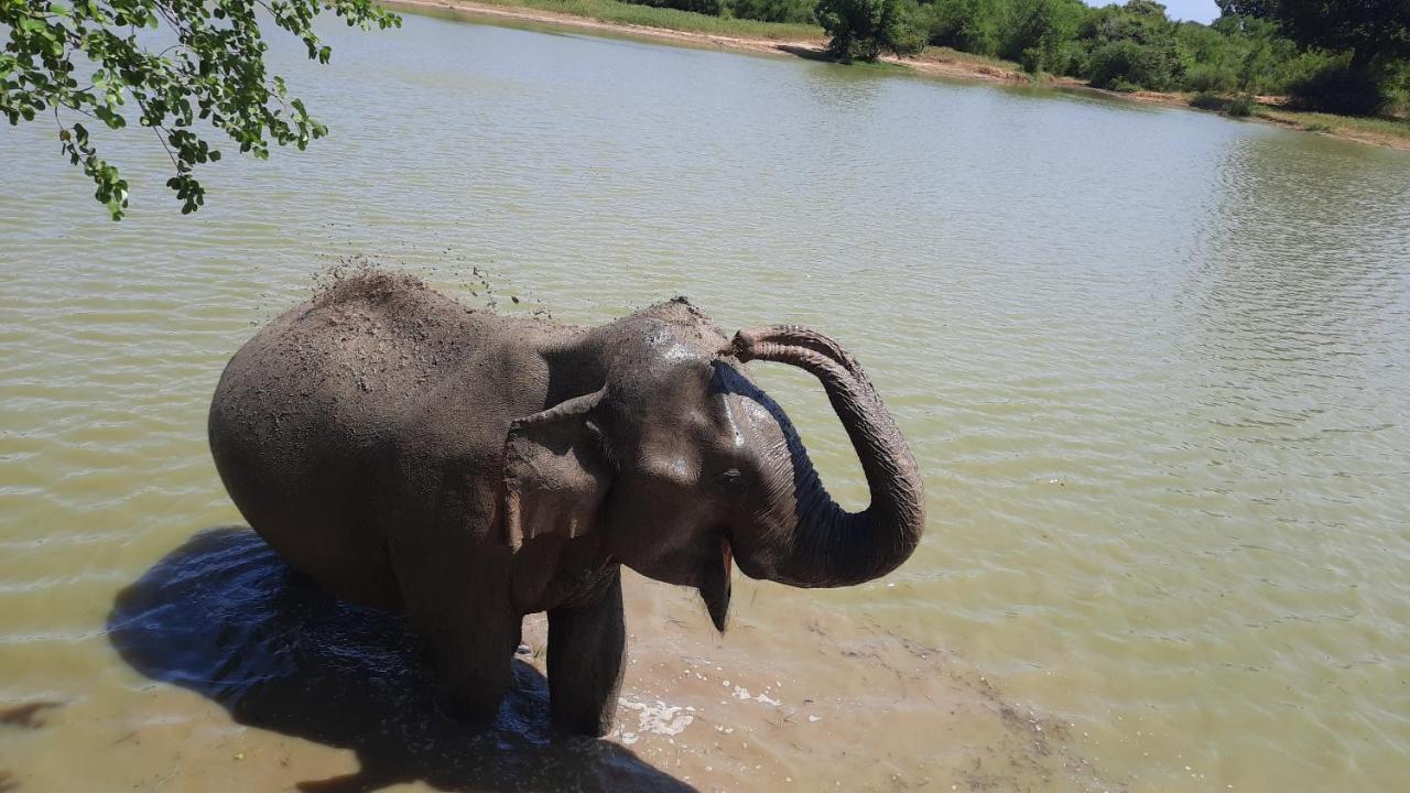 Wild Lake Side Udawalawe Ngoại thất bức ảnh