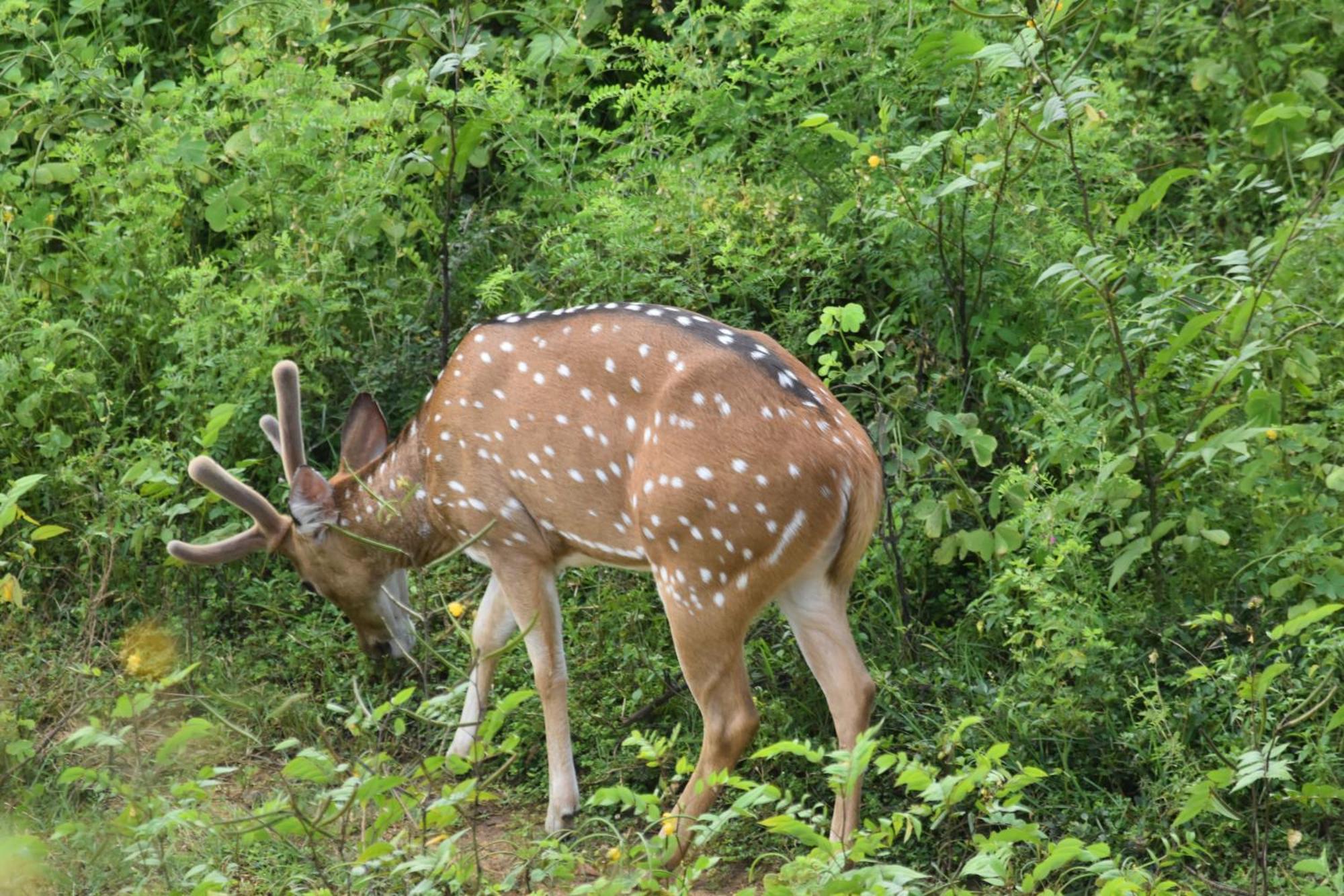 Wild Lake Side Udawalawe Ngoại thất bức ảnh
