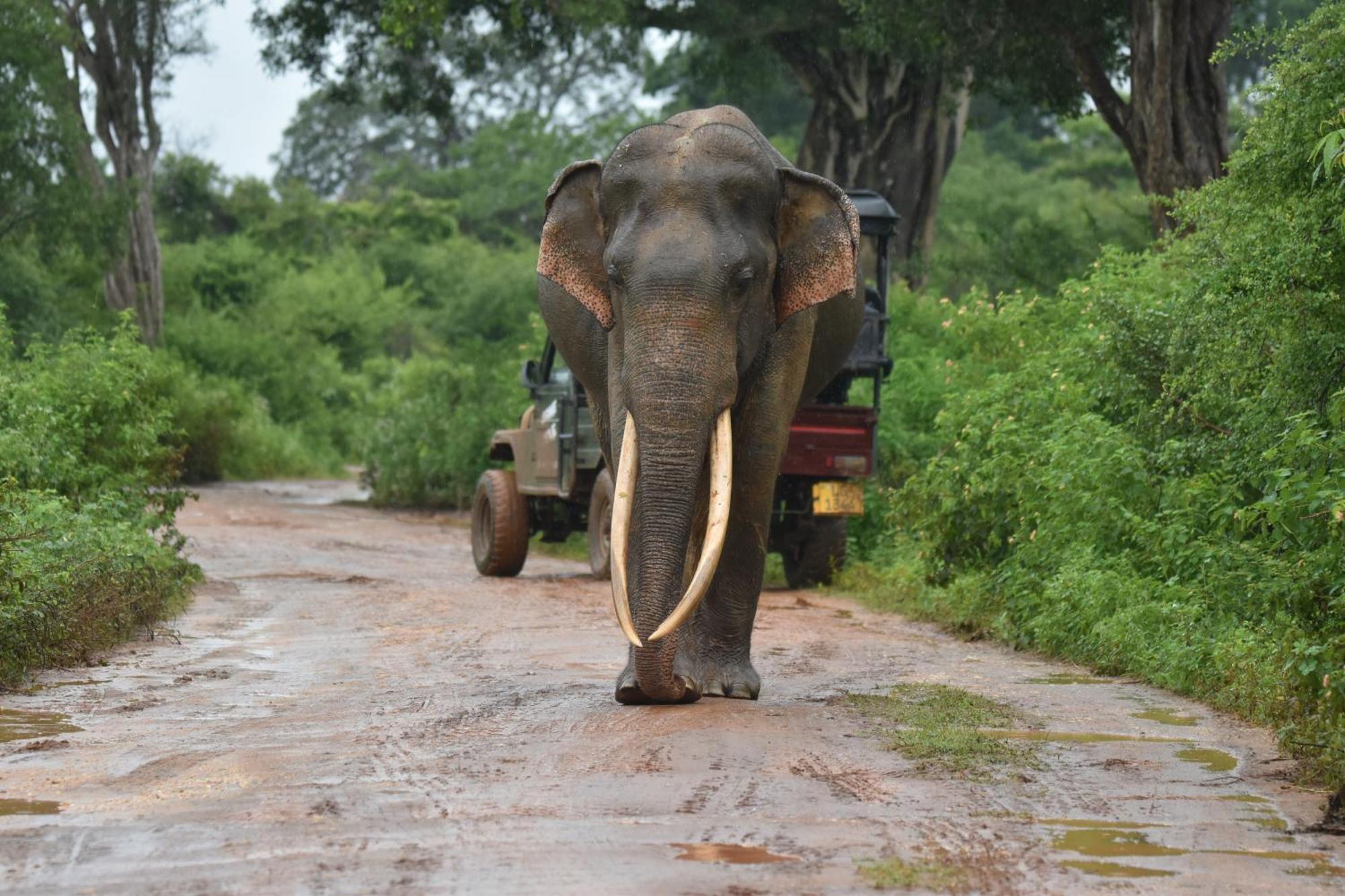 Wild Lake Side Udawalawe Ngoại thất bức ảnh